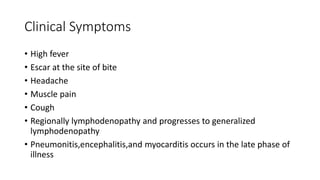 Clinical Symptoms
• High fever
• Escar at the site of bite
• Headache
• Muscle pain
• Cough
• Regionally lymphodenopathy and progresses to generalized
lymphodenopathy
• Pneumonitis,encephalitis,and myocarditis occurs in the late phase of
illness
 