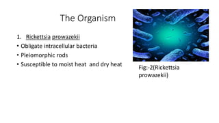 The Organism
1. Rickettsia prowazekii
• Obligate intracellular bacteria
• Pleiomorphic rods
• Susceptible to moist heat and dry heat Fig:-2(Rickettsia
prowazekii)
 