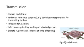 Transmission
• Human body louse
• Pediculus humanus corporis(Only body louse responsinle for
transmiting typhus)
• Infective for 2-3 days
• Infection acquired by feeding on infected person
• Excrete R. prowazeki in feces at time of feeding
Fig:-6(body louse)
 