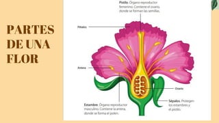 PPT U5 Plantas con flor clase 1, 2, 3, 4 (1).pptx