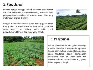 Selama 3 (tiga) minggu setelah ditanam, penanaman
ubi jalar harus harus diamati kontinu, terutama bibit
yang mati atau tumbuh secara abnormal. Bibit yang
mati harus segera disulam.
Penyulaman sebaiknya dilakukan pada pagi atau sore
hari, pada saat sinar matahari tidak terlalu terik dan
suhu udara tidak terlalu panas. Bibit untuk
penyulaman ditanam ditempat yang teduh.
Lahan penanaman ubi jalar biasanya
mudah ditumbuhi rumput liar (gulma).
Gulma merupakan pesaing tanaman ubi
jalar, terutama dalam pemenuhan
kebutuhan akan air, unsur hara, dan
sinar matahaari. Oleh karena itu, gulma
harus segera disiangi.
2. Penyulaman
3. Penyaingan
 