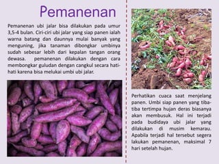 Pemanenan
Pemanenan ubi jalar bisa dilakukan pada umur
3,5-4 bulan. Ciri-ciri ubi jalar yang siap panen ialah
warna batang dan daunnya mulai banyak yang
menguning, jika tanaman dibongkar umbinya
sudah sebesar lebih dari kepalan tangan orang
dewasa. pemanenan dilakukan dengan cara
membongkar guludan dengan cangkul secara hati-
hati karena bisa melukai umbi ubi jalar.
Perhatikan cuaca saat menjelang
panen. Umbi siap panen yang tiba-
tiba tertimpa hujan deras biasanya
akan membusuk. Hal ini terjadi
pada budidaya ubi jalar yang
dilakukan di musim kemarau.
Apabila terjadi hal tersebut segera
lakukan pemanenan, maksimal 7
hari setelah hujan.
 