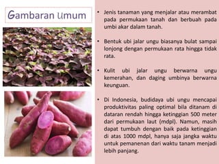 • Jenis tanaman yang menjalar atau merambat
pada permukaan tanah dan berbuah pada
umbi akar dalam tanah.
• Bentuk ubi jalar ungu biasanya bulat sampai
lonjong dengan permukaan rata hingga tidak
rata.
• Kulit ubi jalar ungu berwarna ungu
kemerahan, dan daging umbinya berwarna
keunguan.
• Di Indonesia, budidaya ubi ungu mencapai
produktivitas paling optimal bila ditanam di
dataran rendah hingga ketinggian 500 meter
dari permukaan laut (mdpl). Namun, masih
dapat tumbuh dengan baik pada ketinggian
di atas 1000 mdpl, hanya saja jangka waktu
untuk pemanenan dari waktu tanam menjadi
lebih panjang.
Gambaran Umum
 