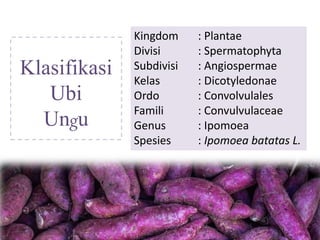 Klasifikasi
Ubi
Ungu
Kingdom : Plantae
Divisi : Spermatophyta
Subdivisi : Angiospermae
Kelas : Dicotyledonae
Ordo : Convolvulales
Famili : Convulvulaceae
Genus : Ipomoea
Spesies : Ipomoea batatas L.
 