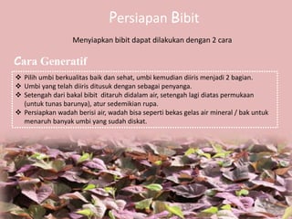 Persiapan Bibit
Menyiapkan bibit dapat dilakukan dengan 2 cara
 Pilih umbi berkualitas baik dan sehat, umbi kemudian diiris menjadi 2 bagian.
 Umbi yang telah diiris ditusuk dengan sebagai penyanga.
 Setengah dari bakal bibit ditaruh didalam air, setengah lagi diatas permukaan
(untuk tunas barunya), atur sedemikian rupa.
 Persiapkan wadah berisi air, wadah bisa seperti bekas gelas air mineral / bak untuk
menaruh banyak umbi yang sudah diskat.
Cara Generatif
 