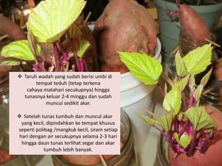  Taruh wadah yang sudah berisi umbi di
tempat teduh (tetap terkena
cahaya matahari secukupnya) hingga
tunasnya keluar 2-4 minggu dan sudah
muncul sedikit akar.
 Setelah tunas tumbuh dan muncul akar
yang kecil, dipindahkan ke tempat khusus
seperti polibag /mangkuk kecil, siram setiap
hari dengan air secukupnya selama 2-3 hari
hingga daun tunas terlihat segar dan akar
tumbuh lebih banyak.
 