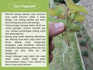 • Memilih batang indukan, yaitu tanaman
yang sudah berumur diatas 2 bulan
dengan ruas batang pendek dan besar
(bisa batang bisa pucuk dari batang).
• Potong dengan panjang sekitar 20-25 cm,
setiap potongan minimal memiliki dua
ruas. Lakukan pemotongan batang untuk
bibit pada pagi hari.
• Batang yang sudah dipotong diberishkan
dan dibuang daun-daun yang masih ada
diruas batang untuk mengurangi
penguapan yang berlebihan, kemudian
kumpulkan batang-batang pilihan dan ikat
dengan tali (bisa rafia) per 100
batang/stek
• simpan ditempat yang teduh dan sejuk
dalam posisi berdiri (tidak boleh
bertumpukan) selama 7 hari. Setelah itu,
bibit ini siap untuk ditanam.
Cara Vegetatif
 