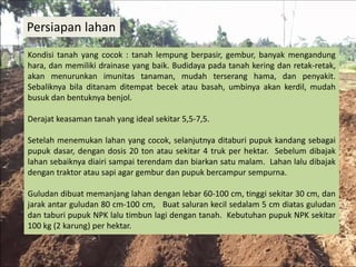 Persiapan lahan
Kondisi tanah yang cocok : tanah lempung berpasir, gembur, banyak mengandung
hara, dan memiliki drainase yang baik. Budidaya pada tanah kering dan retak-retak,
akan menurunkan imunitas tanaman, mudah terserang hama, dan penyakit.
Sebaliknya bila ditanam ditempat becek atau basah, umbinya akan kerdil, mudah
busuk dan bentuknya benjol.
Derajat keasaman tanah yang ideal sekitar 5,5-7,5.
Setelah menemukan lahan yang cocok, selanjutnya ditaburi pupuk kandang sebagai
pupuk dasar, dengan dosis 20 ton atau sekitar 4 truk per hektar. Sebelum dibajak
lahan sebaiknya diairi sampai terendam dan biarkan satu malam. Lahan lalu dibajak
dengan traktor atau sapi agar gembur dan pupuk bercampur sempurna.
Guludan dibuat memanjang lahan dengan lebar 60-100 cm, tinggi sekitar 30 cm, dan
jarak antar guludan 80 cm-100 cm, Buat saluran kecil sedalam 5 cm diatas guludan
dan taburi pupuk NPK lalu timbun lagi dengan tanah. Kebutuhan pupuk NPK sekitar
100 kg (2 karung) per hektar.
 