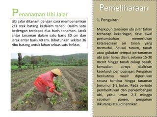 Penanaman Ubi Jalar
Ubi jalar ditanam dengan cara membenamkan
2/3 stek batang kedalam tanah. Dalam satu
bedengan terdapat dua baris tanaman. Jarak
antar tanaman dalam satu baris 30 cm dan
jarak antar baris 40 cm. Dibutuhkan sekitar 36
ribu batang untuk lahan seluas satu hektar.
Pemeliharaan
1. Pengairan
Meskipun tanaman ubi jalar tahan
terhadap kekeringan, fase awal
pertumbuhan memerlukan
ketersediaan air tanah yang
memadai. Seusai tanam, tanah
atau guludan tempat pertanaman
ubi jalar harus diairi, selama 15-30
menit hingga tanah cukup basah,
kemudian airnya dialirkan
keseluruh pembuangan. Pengairan
berikutnya masih diperlukan
secara kontinu hingga tanaman
berumur 1-2 bulan. Pada periode
pembentukan dan perkembangan
ubi, yaitu umur 2-3 minggu
sebelum panen, pengairan
dikurangi atau dihentikan.
 