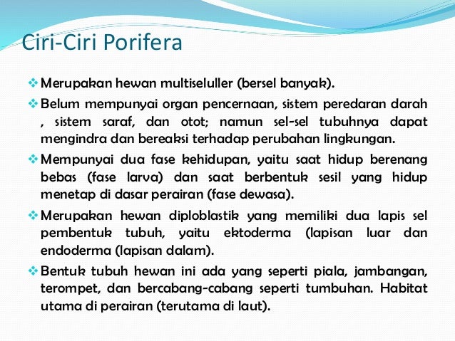 48 Koleksi Ciri Dan Gambar Hewan Porifera Gratis