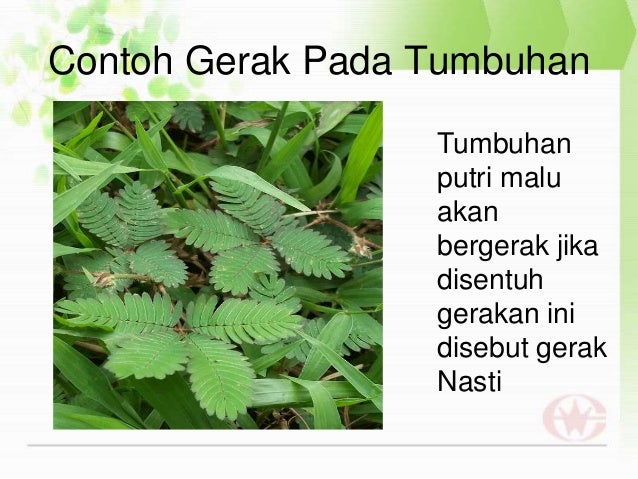 Pp tugas tik mahluk hidup Pp tugas tik mahluk hidup