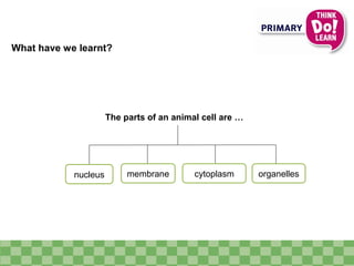 What have we learnt?
nucleus membrane cytoplasm organelles
The parts of an animal cell are …
 