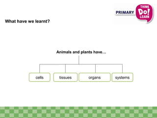 What have we learnt?
cells tissues organs systems
Animals and plants have…
 