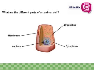 What are the different parts of an animal cell?
Membrane
Organelles
Nucleus Cytoplasm
 