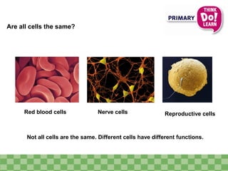 Are all cells the same?
Not all cells are the same. Different cells have different functions.
Red blood cells Nerve cells Reproductive cells
 