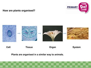 How are plants organised?
Plants are organised in a similar way to animals.
OrganTissue SystemCell
 