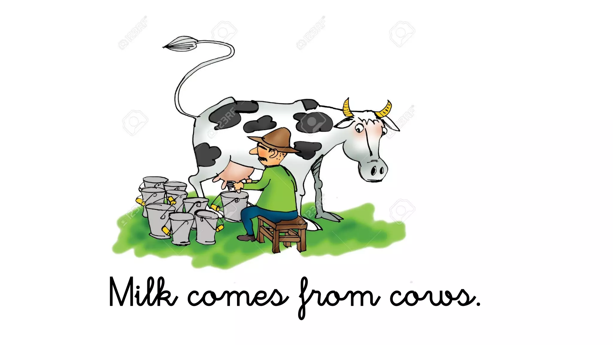 Milk comes from cows.