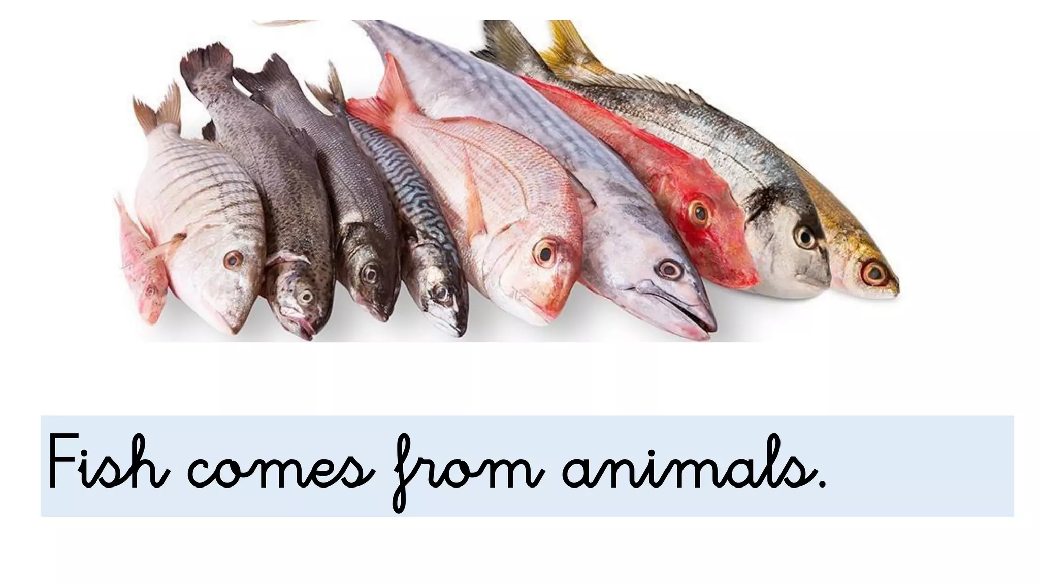 Fish comes from animals.