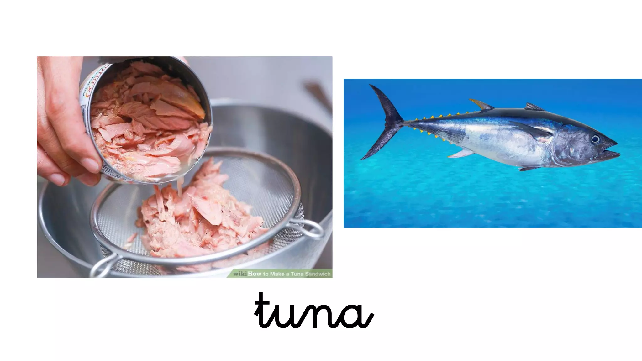 tuna