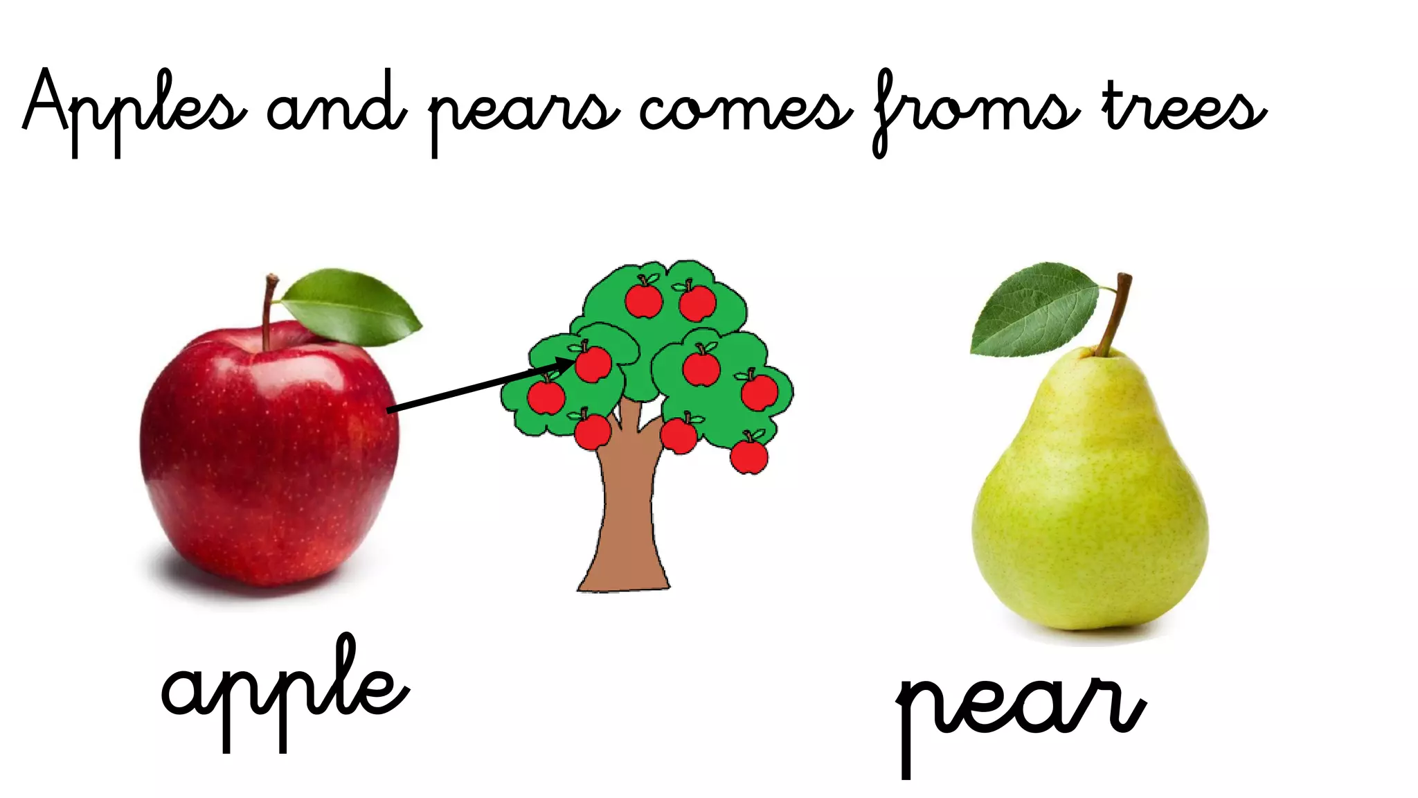 apple pear
Apples and pears comes froms trees