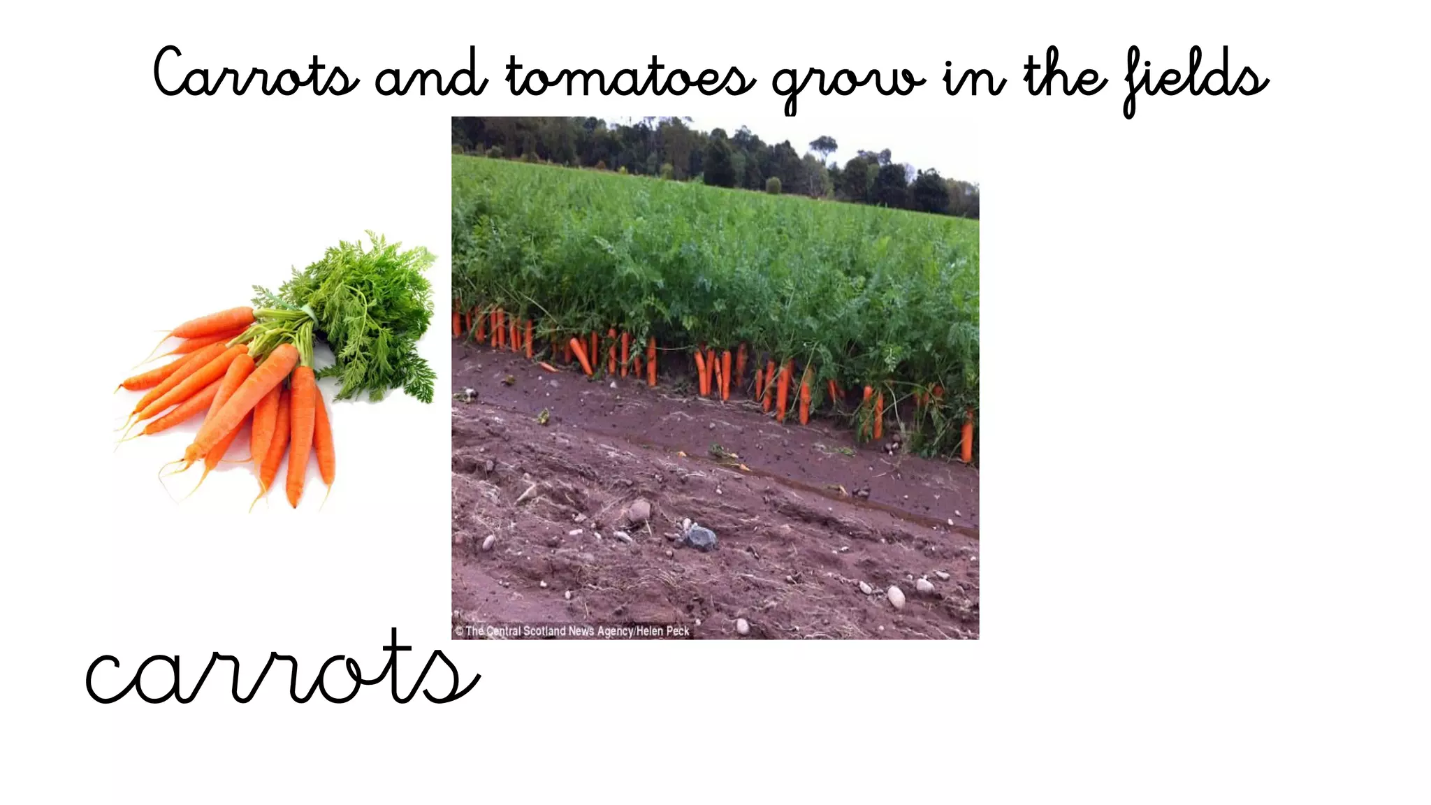 carrots
Carrots and tomatoes grow in the fields