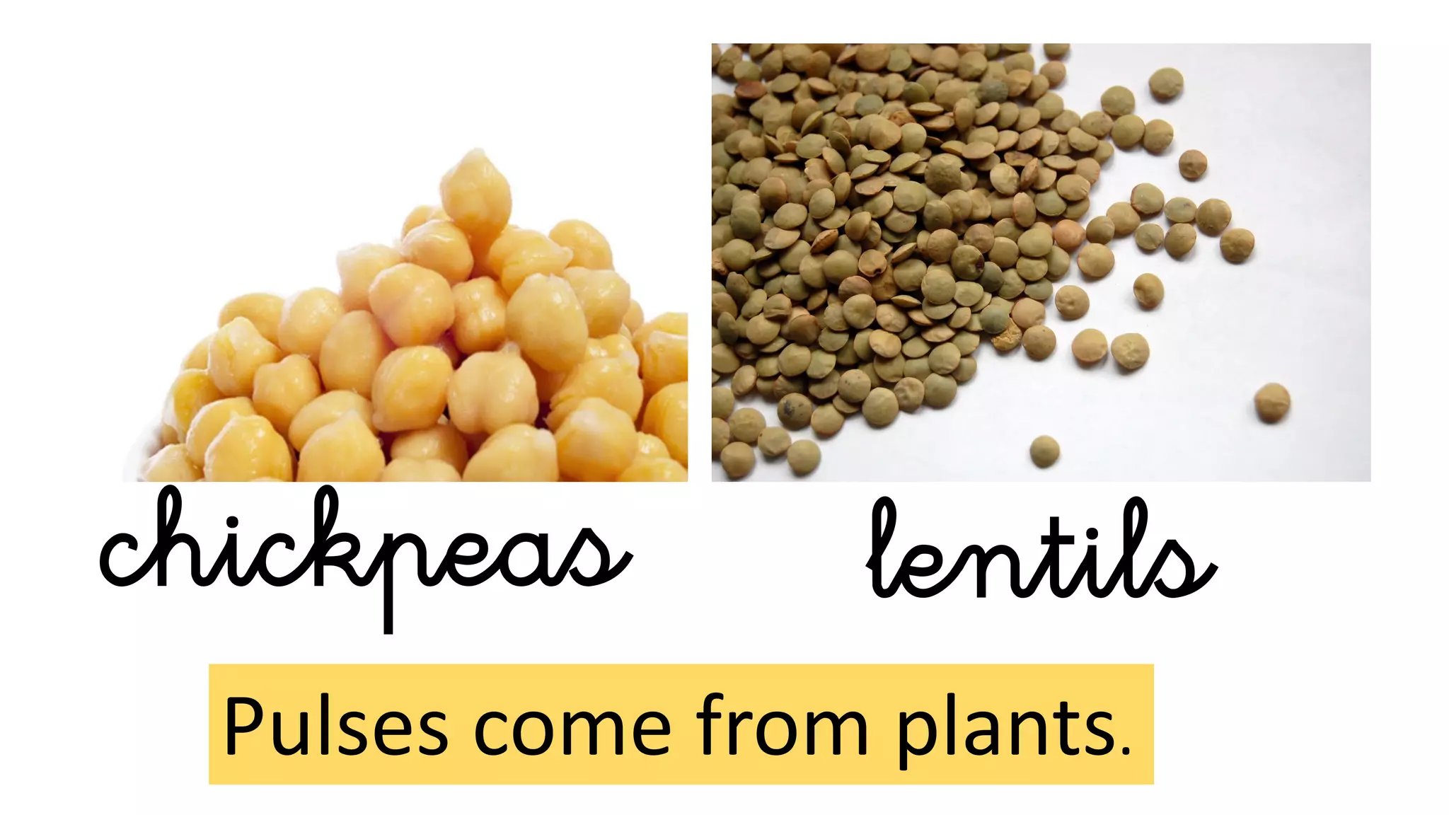 Pulses come from plants.
chickpeas lentils