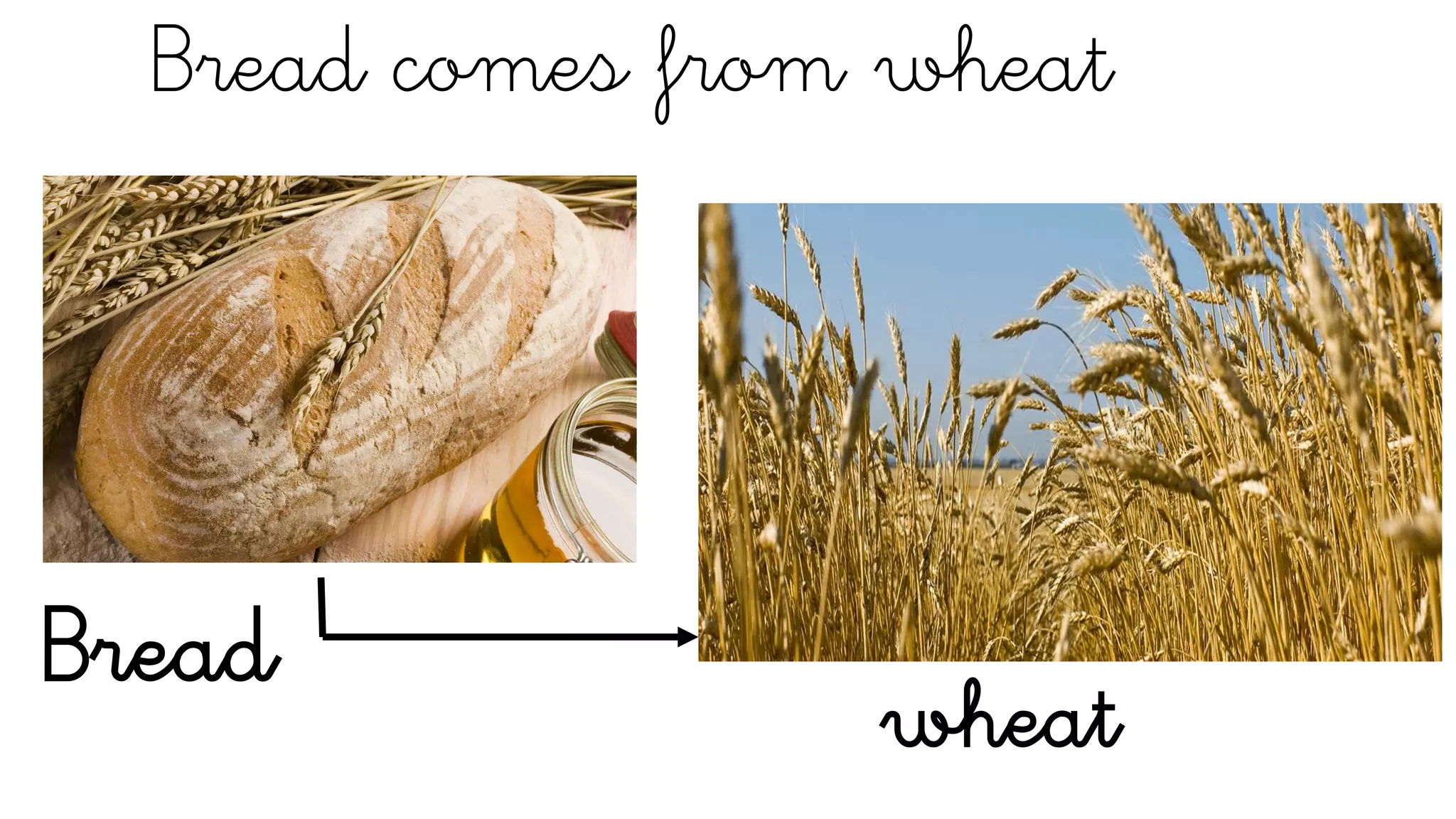 Bread comes from wheat
Bread
wheat