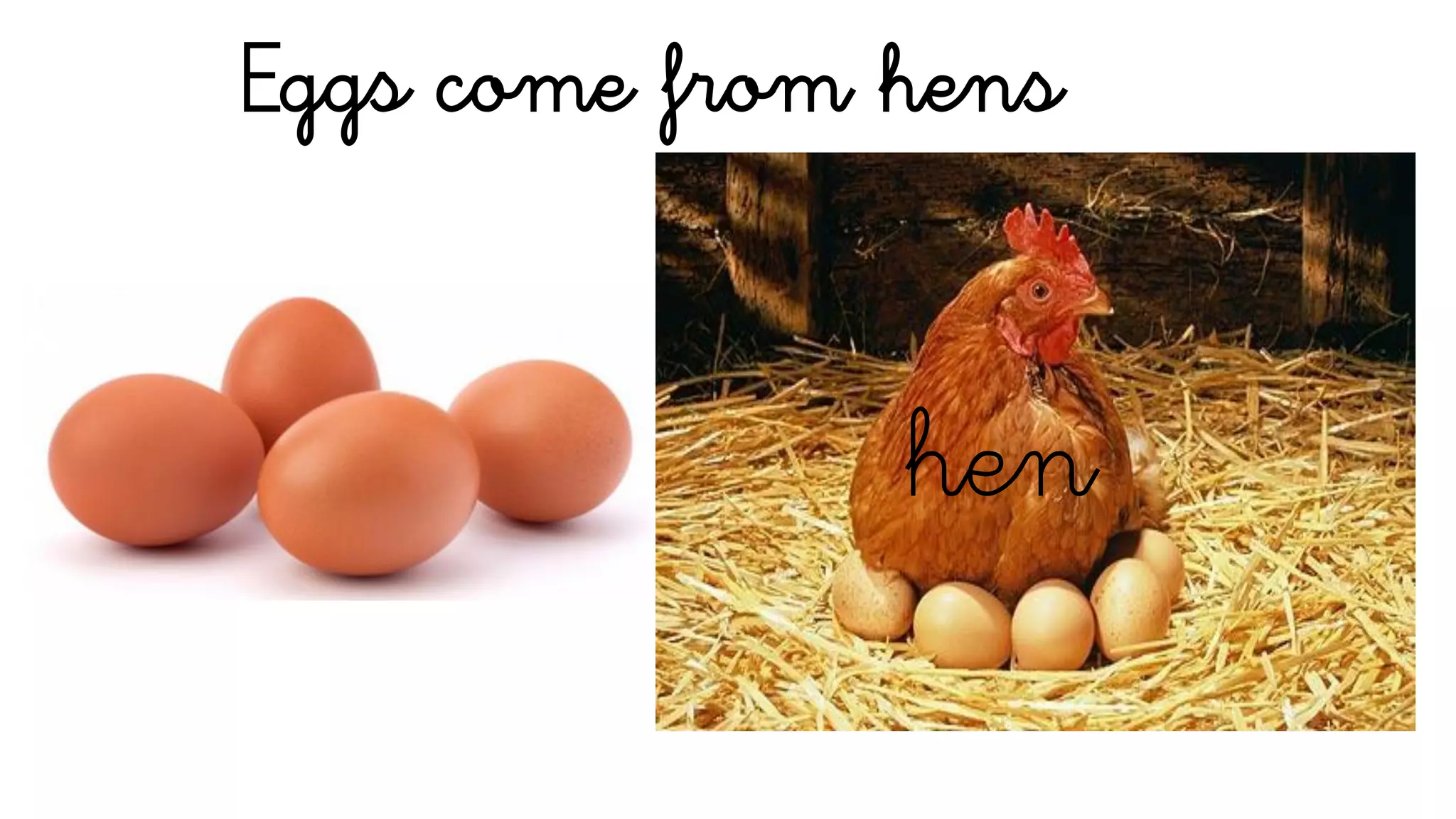 Eggs come from hens
hen