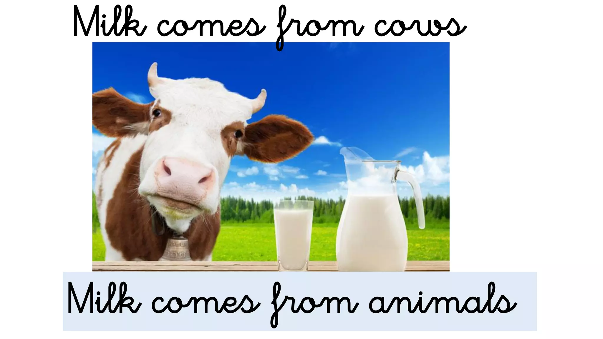 Milk comes from animals
Milk comes from cows