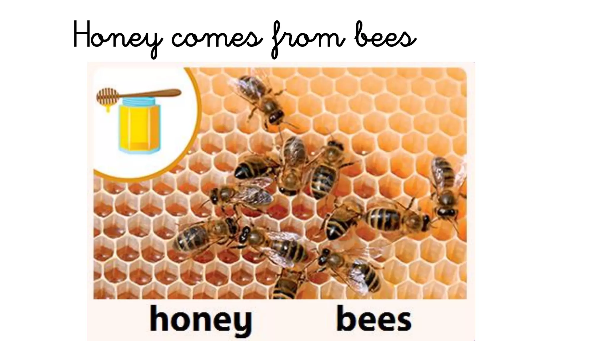 Honey comes from bees