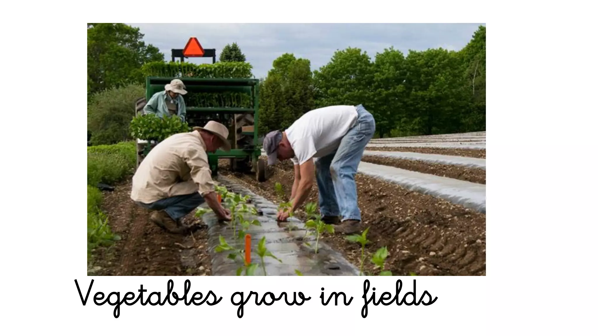 Vegetables grow in fields