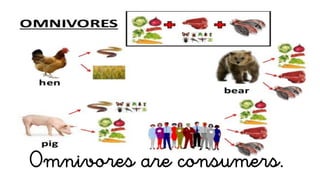 Omnivores are consumers.
 