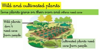 Wild and cultivated plants
Some plants grow on their own and others need care
Cultivated plants need
care from people.
Wild plants
don´t
need care
from people.
 