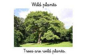 Wild plants
Trees are wild plants.
 