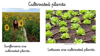 Cultivated plants
Sunflowers are
cultivated plants. Lettuces are cultivated plants.
 