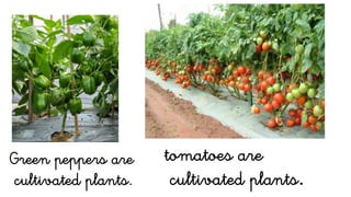 Green peppers are
cultivated plants.
tomatoes are
cultivated plants.
 