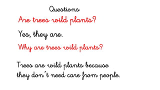 Are trees wild plants?
Yes, they are.
Why are trees wild plants?
Trees are wild plants because
they don´t need care from people.
Questions
 