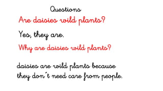 Are daisies wild plants?
Yes, they are.
Why are daisies wild plants?
daisies are wild plants because
they don´t need care from people.
Questions
 