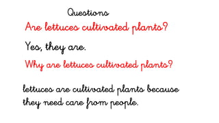 Are lettuces cultivated plants?
Yes, they are.
Why are lettuces cultivated plants?
lettuces are cultivated plants because
they need care from people.
Questions
 