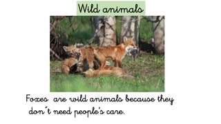 Wild animals
Foxes are wild animals because they
don´t need people’s care.
 