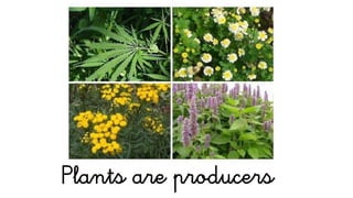 Plants are producers
 