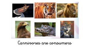 Carnivores are consumers
 