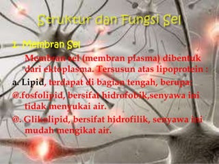 1. Membran Sel
Membran sel (membran plasma) dibentuk
dari ektoplasma. Tersusun atas lipoprotein :
a. Lipid, terdapat di bagian tengah, berupa:
@.fosfolipid, bersifat hidrofobik,senyawa ini
tidak menyukai air.
@. Glikolipid, bersifat hidrofilik, senyawa ini
mudah mengikat air.
 