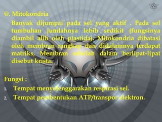 @. Mitokondria
Banyak dijumpai pada sel yang aktif . Pada sel
tumbuhan jumlahnya lebih sedikit (fungsinya
diambil alih oleh plastida). Mitokondria dibatasi
oleh membran rangkap dan didalamnya terdapat
matriks, Membran sebelah dalam berlipat-lipat
disebut krista.
Fungsi :
1. Tempat menyelenggarakan respirasi sel.
2. Tempat pembentukan ATP/transpor elektron.
 