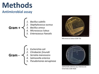  Hydrolysis of triacylglycerols