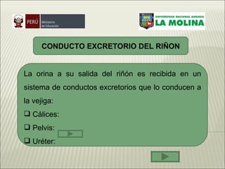 Sistema excretor parte I | PPT