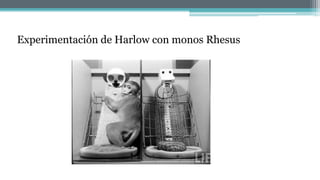 Experimentación de Harlow con monos Rhesus
 
