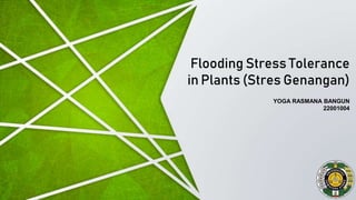 YOGA RASMANA BANGUN
22001004
Flooding Stress Tolerance
in Plants (Stres Genangan)
 