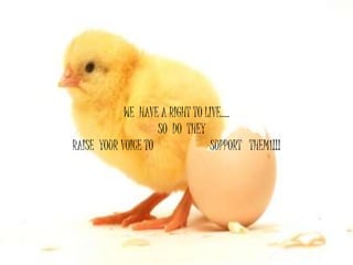 WE HAVE A RIGHT TO LIVE….
SO DO THEY
RAISE YOUR VOICE TO SUPPORT THEM1!!!
 