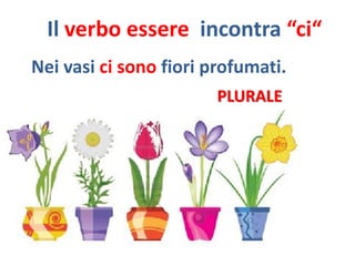 Il verbo essere incontra “ci“
Nei vasi ci sono fiori profumati.
                        PLURALE
 